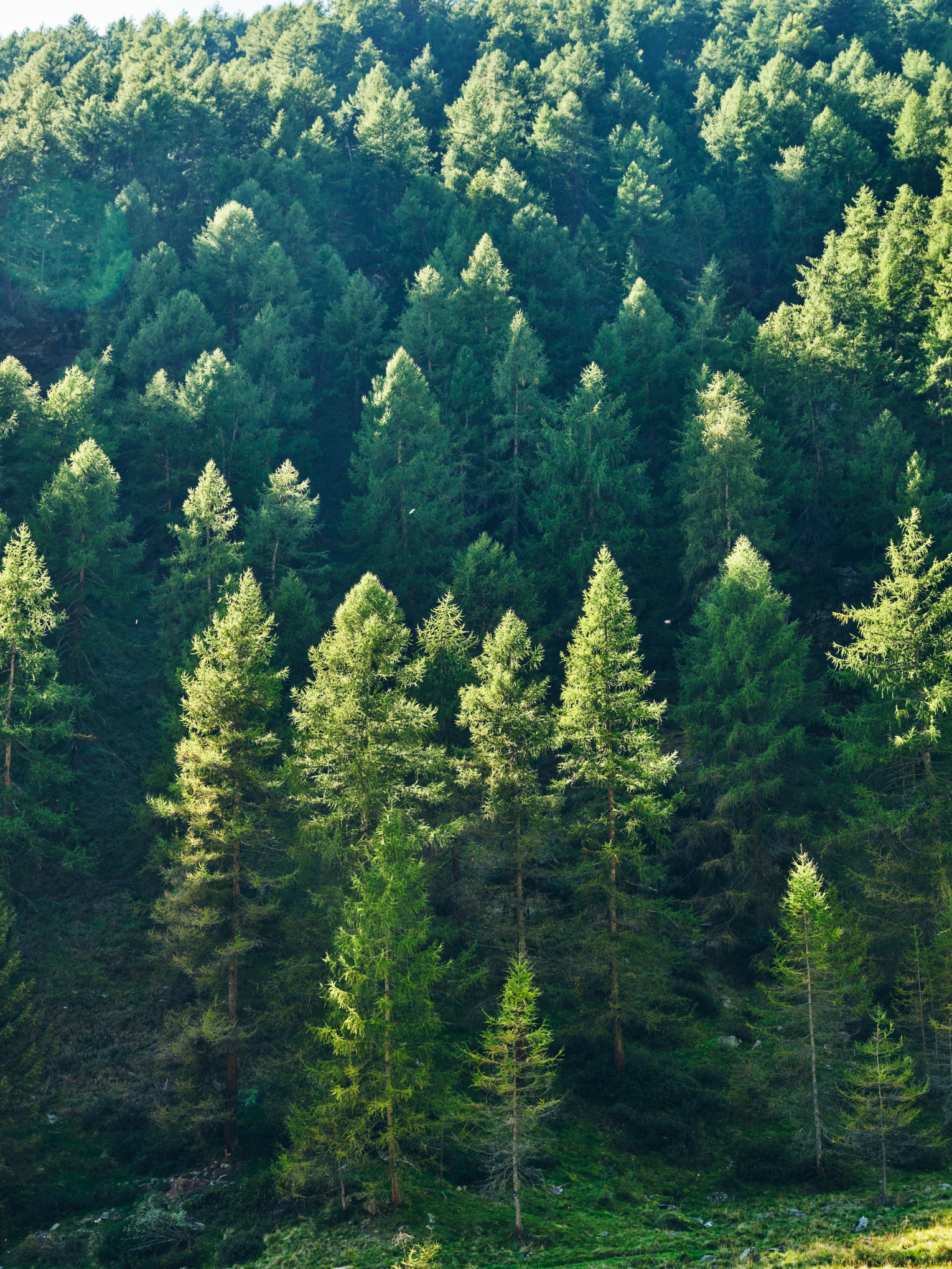 Σχετικά με την STIHL