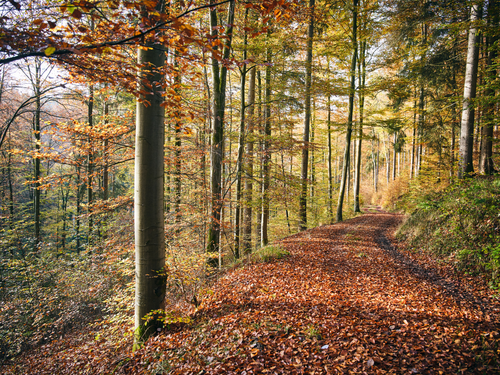 Οικονομική βιωσιμότητα