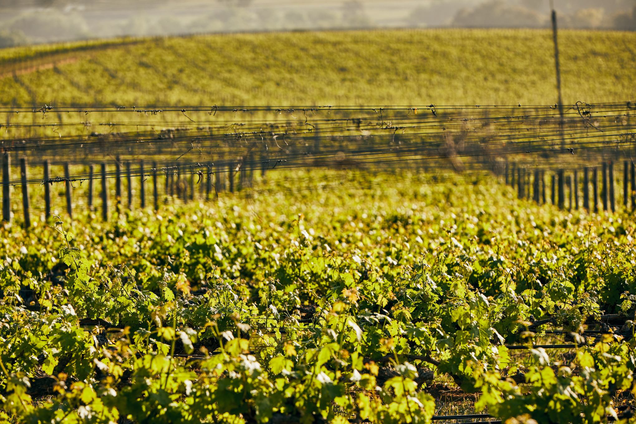 Εταιρείες πωλήσεων STIHL Νότια Αμερική