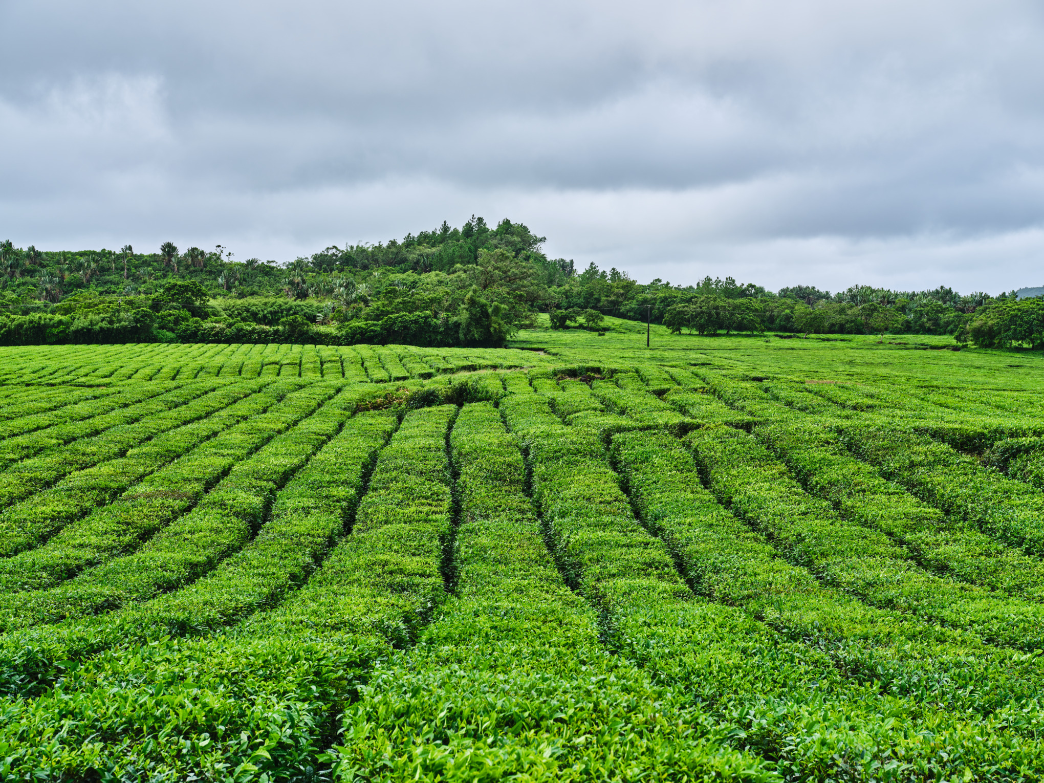 Εταιρείες πωλήσεων STIHL στη Μέση Ανατολή