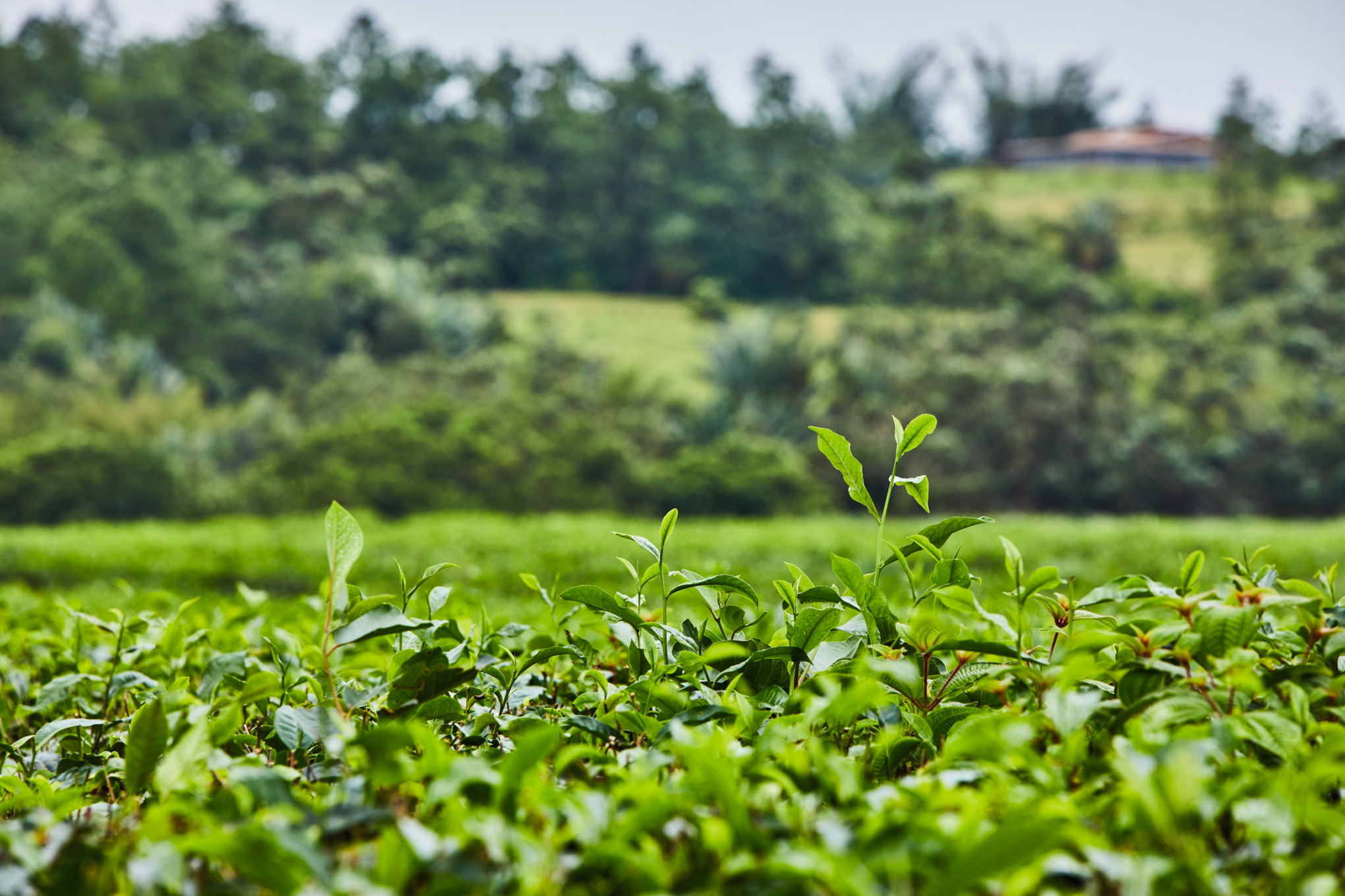 Ανάπτυξη κατ' εικόνα της φύσης