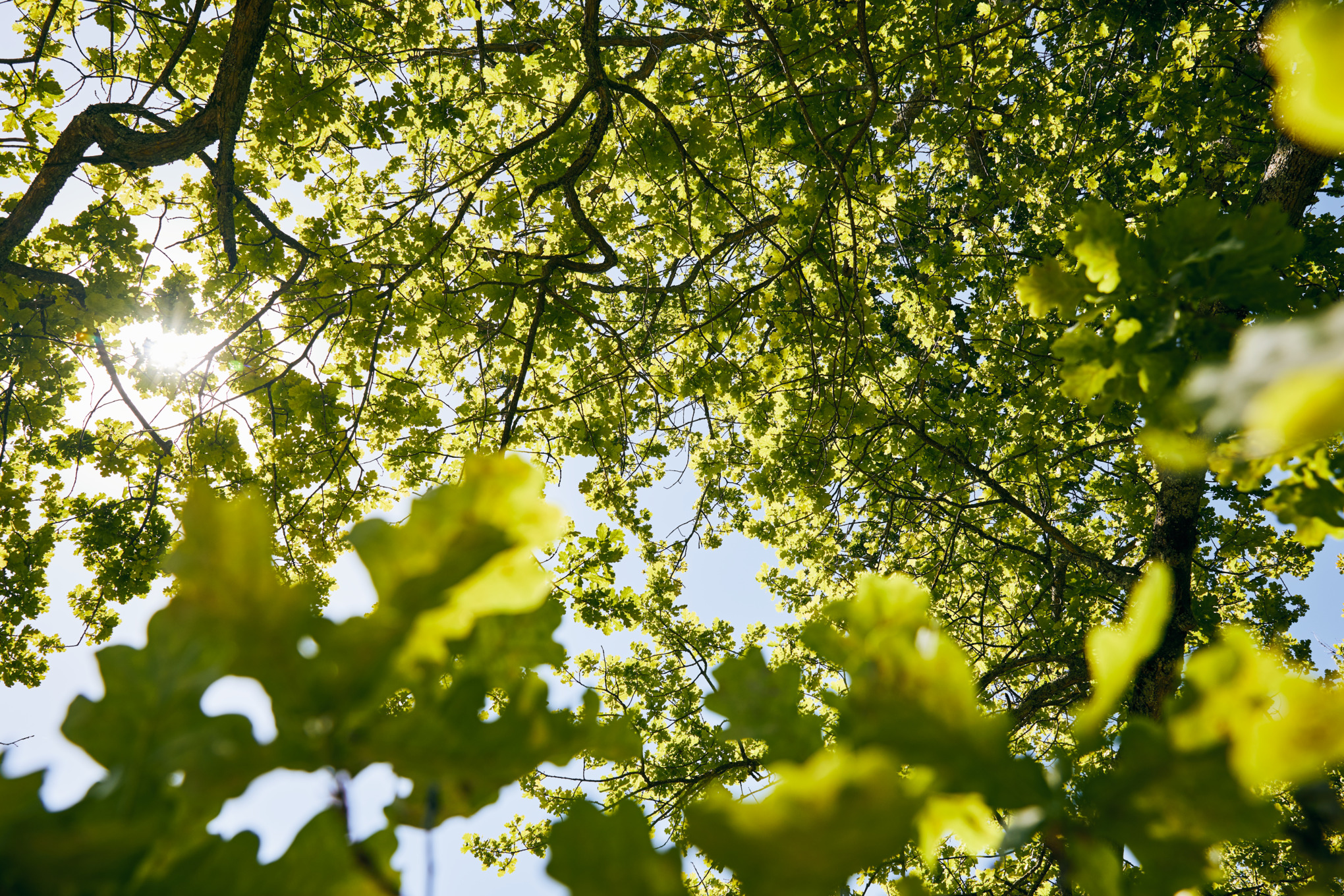 Βιωσιμότητα